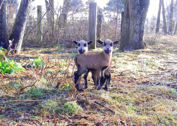 Pamir Teichhof Fehmarn Lägenhet