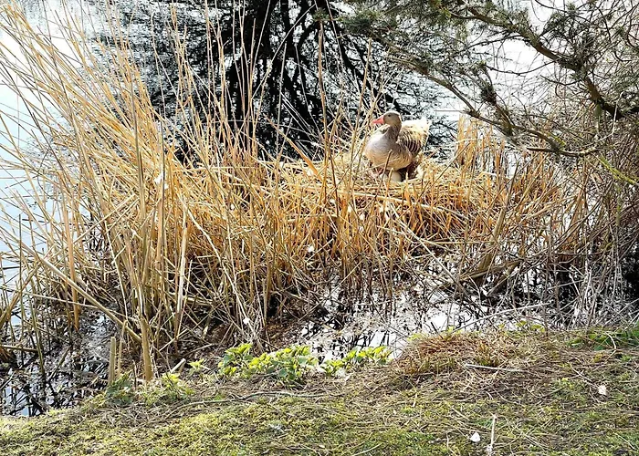 Pamir Teichhof Fehmarn Lägenhet